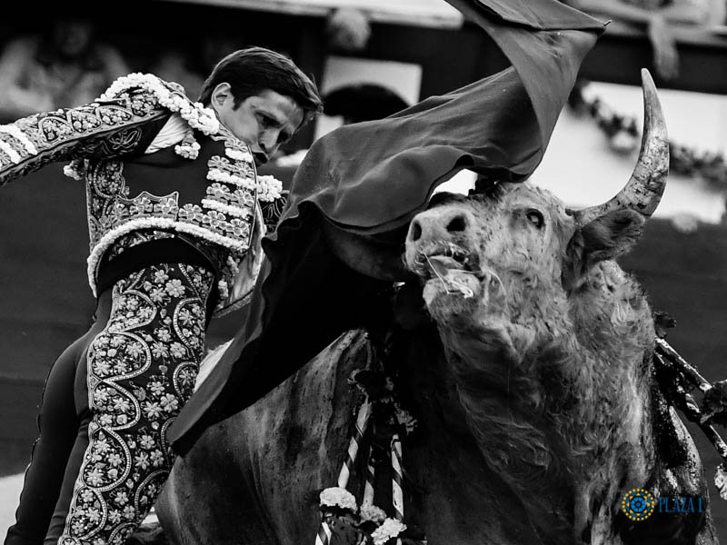 Torero poniendo un par de banderillas al toro. foto de Stock